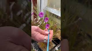 Pollinating Byblis Gigantea Flowers