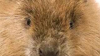 Beaver Huff
