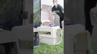 This Beagle Is About To Experience Freedom For The First Time Beagle Freedom Project