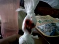 Vika Tenyom Jadi Pocong images Vika Tenyom Jadi Pocong