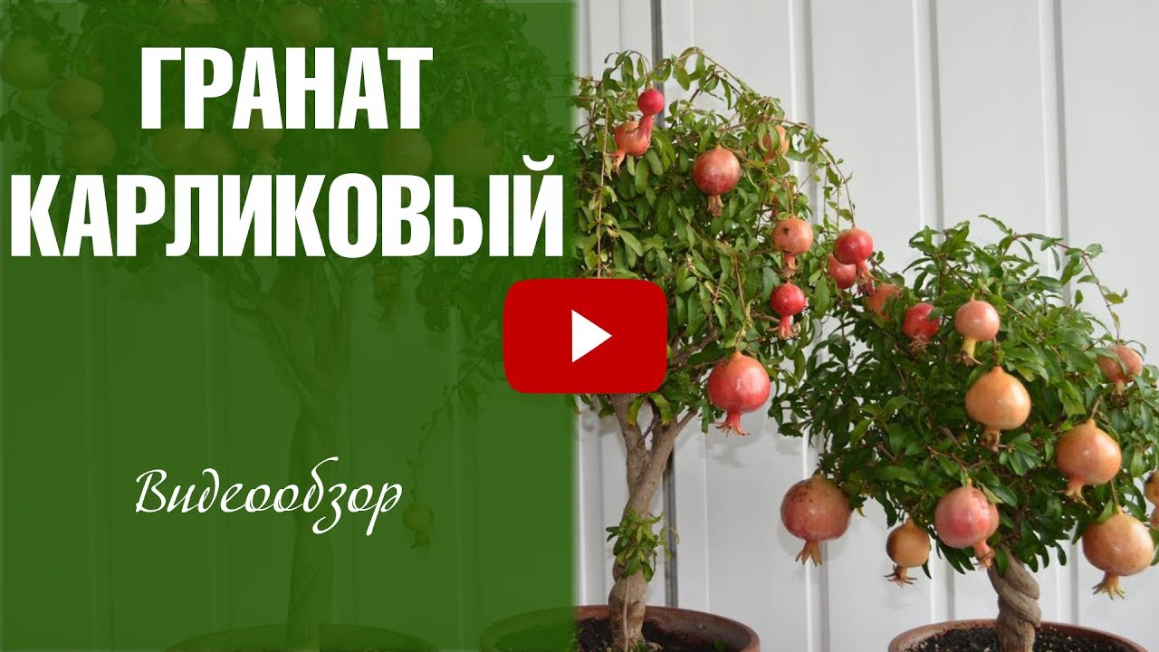 2019 год - Комнатный гранат 2019 год