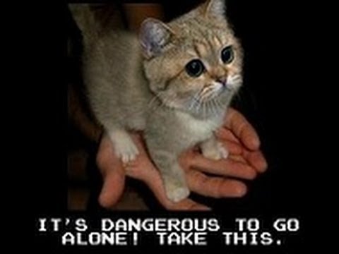 Starecat / Grafics Cat Meme compilation cutest kitten ever - YouTube