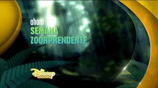 Disney Channel España: Semana Zoorprendente (Cortinillas)
