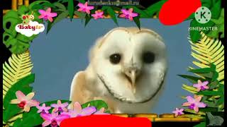 The Amazing World 2006 Owl