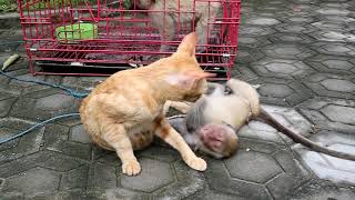 Baby Monkey Finally Biten By The Cat
