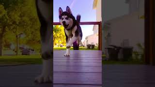 4Aem Edit Happy Doggy Bandit The Husky