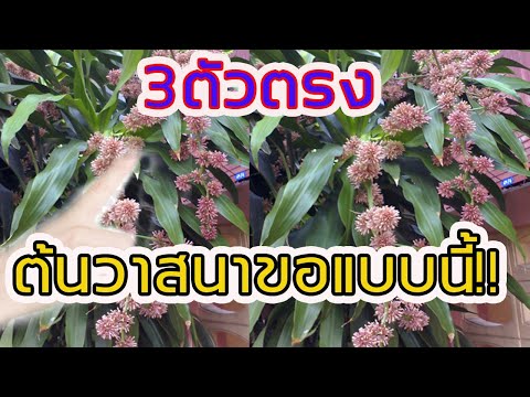 เซียนหวยไม่เคยบอก!!! ขอหวยต้นวาสนาโดนทุกเลข ต้องขอแบบนี้เซียนหวยเขาบอกมา