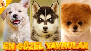 Dünyanın En Sevilen 10 Köpek Cinsinin Yavru Hali #köpek #almankurdu #sibiryakurd