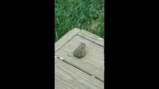 Fred The Farting Frog