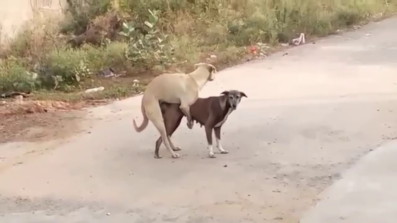 Трахает во дворе сладкую киску