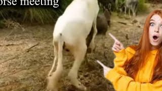Donkey Meeting Donkey Breeding First Time Successfully Done
