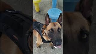 Pastor Belga Malinois O Cão Mais Inteligente Do Mundo