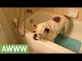 How to trick your dog into taking a bath