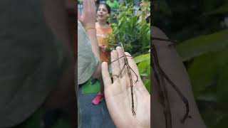 Giant Stick Insect