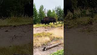 Bison With Sound