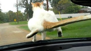 Funny ANIMALS: Try to BLOCK YOUR LAUGH - Best FUNNY ANIMAL compilation