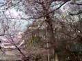 YouTube 動画 ユーチューブ 旅行 桜 花見 東京 上野