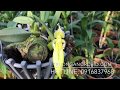 Lọng chuột đột biến rừng Việt Nam - Bulbophyllum fascinator var. alba