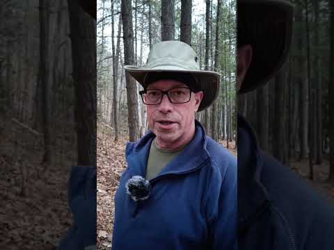 Video Reply To @forestwalker111 Video Reply To @forestwalker111