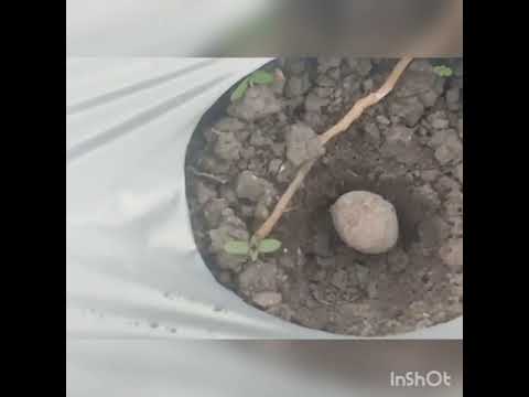 TANAM BIBIT KATAK PORANG