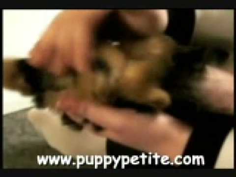 Yorkiepuppies Youtube on Yorkie Puppies Available Now   Check Out These Yorkshire Terriers