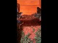 Red Trap Door Grabs Cricket - Gorgyrella from Tanzania