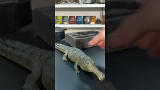 Unboxing The Rebor Sarcosuchus 135 Lake Version