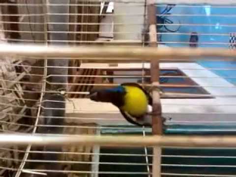 Burung Sogok