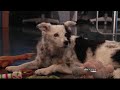 Smart Dogs