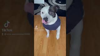 Cute Staffy Being So Honest