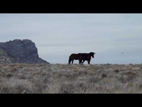 Owyhee Canyon, Hardtrigger Horses Video Owyhee Canyon, Hardtrigger Horses Video