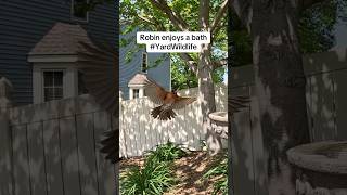 A Robin Flies In For A Bath