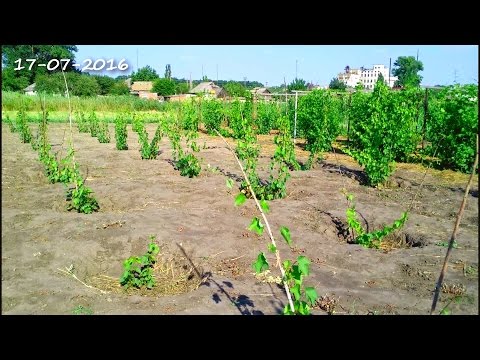 Однолетний саженец винограда уход Однолетний саженец винограда уход