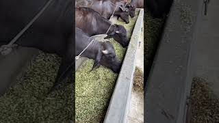 Indian Biggest Dairyfarm