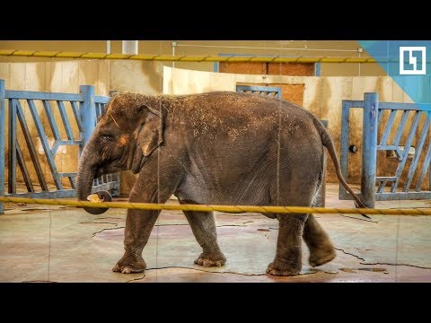 Слонов кормят блинчиками Слонов кормят блинчиками