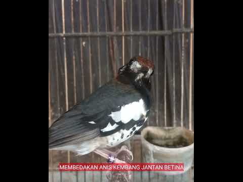 CIRI CIRI MEMBEDAKAN ANIS KEMBANG JANTAN BETINA AKURAT..