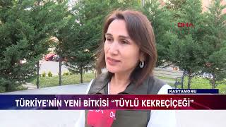 Türki̇yeni̇n Yeni̇ Bi̇tki̇si̇ Tüylü Kekreçi̇çeği̇