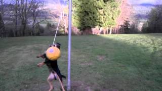 Jagd Terrier Jack Plays Tetherball