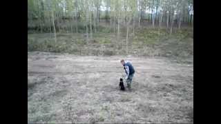 Deutscher Jagdterrier Suicidal Pit Aport Patke