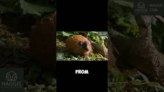 Scotlands Irn-Bru Wild Haggis Animal