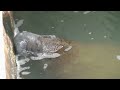 Endangered species Manatee drinking fresh water. A free video by WillCFish Tips and Tricks.