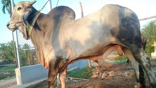 គបខមរ, Khmer Bull 2023