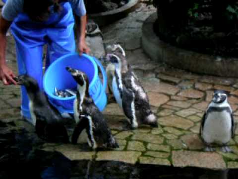 江戸川区自然動物園-フンボルトペンギンの給餌シーン 2005年7月24日