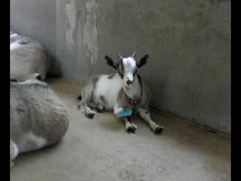 上野動物園のヤギさん。ダイズちゃん。お食事中