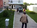 Видео Азиатские волкодавы(охрана) www.phoenix-dogs.kiev.ua