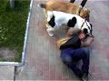 Азиатские волкодавы(охрана) www.phoenix-dogs.kiev.ua