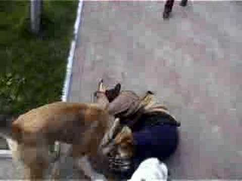 Азиатские волкодавы(охрана) www.phoenix-dogs.kiev.ua