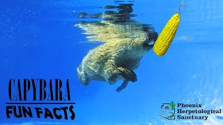 Two Minutes Of Capybara Swimming
