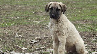 Dayi Yavrulari Kurtlar Vadi̇si̇nde - Fotokapan Görüntüleri̇ Kurtkiz Yavrularini Özledi̇