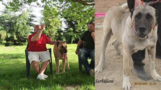 Eski̇ Gürehler Akin Tülübaş İle 1.Bölüm